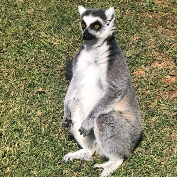 🐒 XL Black Crewneck Lemur Sweatshirt🧥 - Picture 13 of 16